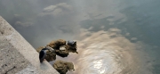 Thumbnail of pic_Si9_002.jpg