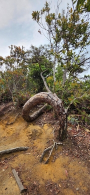Thumbnail of pic_Si9_007.jpg