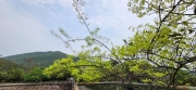 Thumbnail of pic_Si9_052.jpg