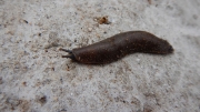 Thumbnail of pic_CW_Ho_062.JPG