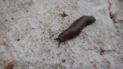 Thumbnail of pic_CW_Ho_063.JPG