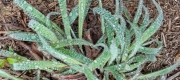 Thumbnail of pic_Cindy_Tse_026.jpg