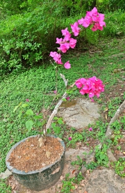 Thumbnail of pic_Lee_Shing_010.JPG