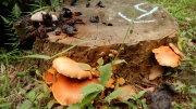 Thumbnail of pic_CW_Ho_053.JPG