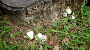 Thumbnail of pic_CW_Ho_055.JPG