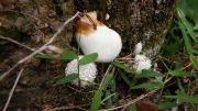 Thumbnail of pic_CW_Ho_056.JPG