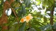 Thumbnail of pic_CW_Ho_057.JPG