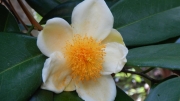 Thumbnail of pic_CW_Ho_058.JPG