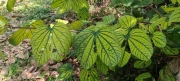 Thumbnail of pic_Cindy_Tse_025.jpg