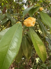 Thumbnail of pic_TB_Tung_014.jpg