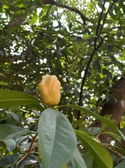 Thumbnail of pic_TB_Tung_015.jpg