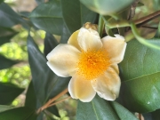 Thumbnail of pic_TB_Tung_016.jpg