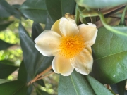 Thumbnail of pic_TB_Tung_017.jpg
