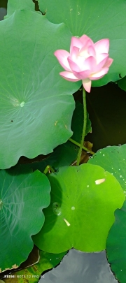 Thumbnail of pic_Mingle_Tam_011.jpg