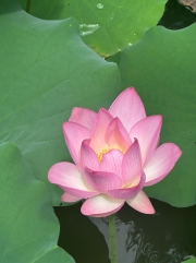 Thumbnail of pic_TB_Tung_022.jpg