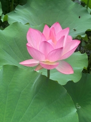 Thumbnail of pic_TB_Tung_025.jpg