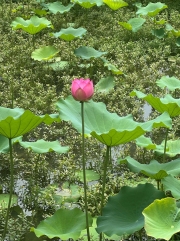 Thumbnail of pic_TB_Tung_037.jpg