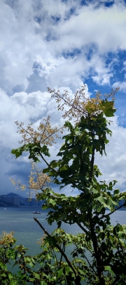 Thumbnail of pic_Cindy_Tse_014.jpg