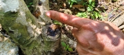 Thumbnail of pic_Derek_Wong_021.jpg