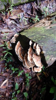 Thumbnail of pic_CW_Ho_033.JPG
