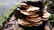 Thumbnail of pic_CW_Ho_034.JPG