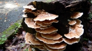 Thumbnail of pic_CW_Ho_035.JPG