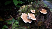 Thumbnail of pic_CW_Ho_036.JPG