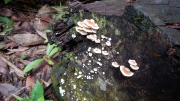 Thumbnail of pic_CW_Ho_037.JPG