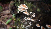 Thumbnail of pic_CW_Ho_038.JPG
