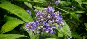 Thumbnail of pic_Cindy_Tse_020.jpg