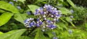 Thumbnail of pic_Derek_Wong_024.jpg