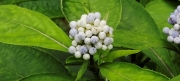 Thumbnail of pic_Derek_Wong_025.jpg