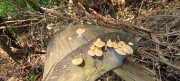 Thumbnail of pic_Derek_Wong_017.jpg