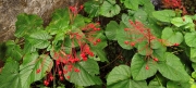 Thumbnail of pic_Derek_Wong_013.jpg