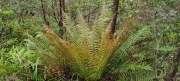 Thumbnail of pic_Derek_Wong_038.jpg
