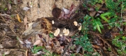 Thumbnail of pic_Derek_Wong_020.jpg