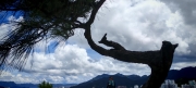 Thumbnail of pic_Cindy_Tse_039.jpg