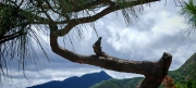 Thumbnail of pic_Cindy_Tse_040.jpg