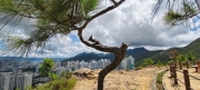 Thumbnail of pic_Derek_Wong_027.jpg
