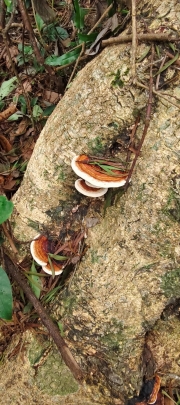 Thumbnail of pic_Derek_Wong_004.jpg