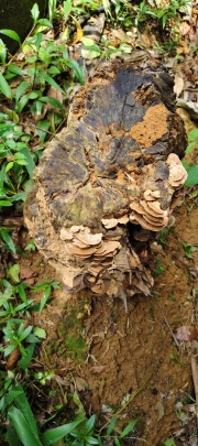 Thumbnail of pic_Derek_Wong_054.jpg