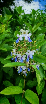 Thumbnail of pic_Cindy_Tse_034.jpg