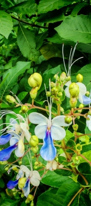 Thumbnail of pic_Cindy_Tse_035.jpg