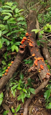 Thumbnail of pic_Derek_Wong_082.jpg