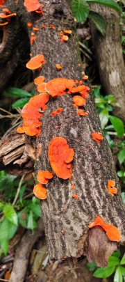 Thumbnail of pic_Derek_Wong_083.jpg