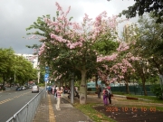 Thumbnail of pic_James_Wong_009.JPG