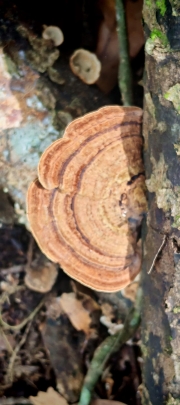 Thumbnail of pic_Cindy_Tse_016.jpg