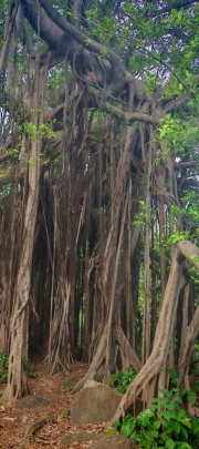 Thumbnail of pic_Cindy_Tse_034.jpg