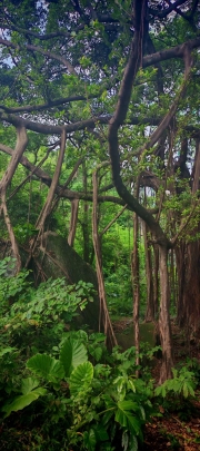 Thumbnail of pic_Cindy_Tse_035.jpg