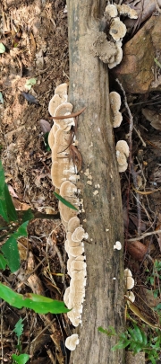 Thumbnail of pic_Derek_Wong_011.jpg